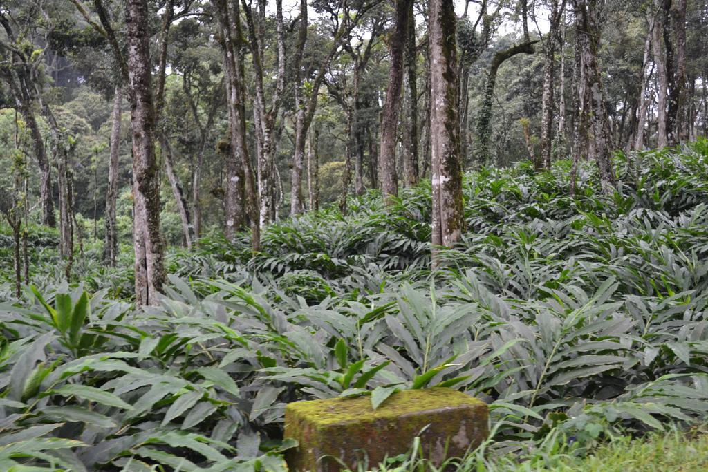 Ferndale Homestay Thekkady Exteriér fotografie
